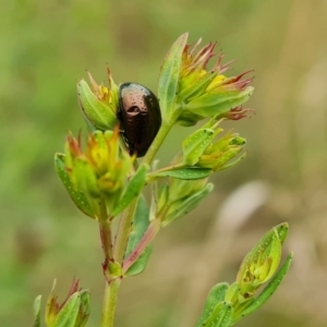 Chrysolina quadrigemina at O'Malley, ACT - 14 Oct 2023