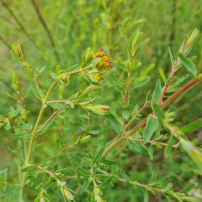 Hypericum perforatum (St John's Wort) at O'Malley, ACT - 13 Oct 2023 by Mike