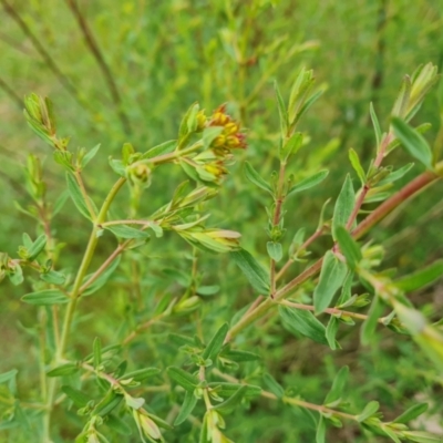 Hypericum perforatum (St John's Wort) at O'Malley, ACT - 14 Oct 2023 by Mike
