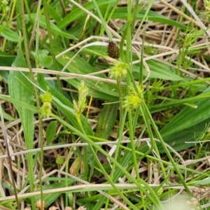 Carex inversa at O'Malley, ACT - 14 Oct 2023