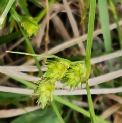 Carex inversa at O'Malley, ACT - 14 Oct 2023