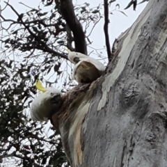 Cacatua galerita (Sulphur-crested Cockatoo) at O'Malley, ACT - 14 Oct 2023 by Mike