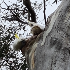 Cacatua galerita at O'Malley, ACT - 14 Oct 2023 09:22 AM