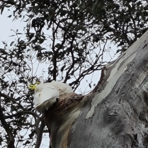 Cacatua galerita at O'Malley, ACT - 14 Oct 2023 09:22 AM