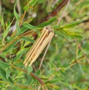 Clania lewinii & similar Casemoths at O'Malley, ACT - 14 Oct 2023 09:06 AM