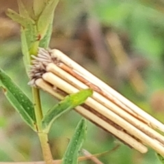 Clania lewinii & similar Casemoths at O'Malley, ACT - 14 Oct 2023 09:06 AM