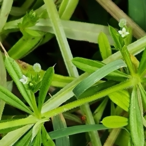 Galium aparine at O'Malley, ACT - 14 Oct 2023