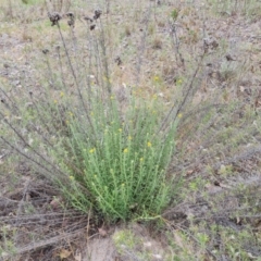 Chrysocephalum semipapposum (Clustered Everlasting) at Isaacs, ACT - 14 Oct 2023 by Mike