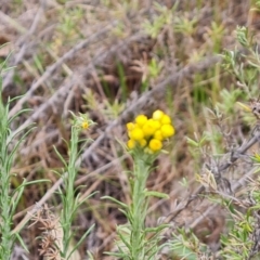 Chrysocephalum semipapposum at Isaacs, ACT - 14 Oct 2023