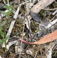 Caladenia ustulata (Brown Caps) at Stromlo, ACT - 14 Oct 2023 by JimL