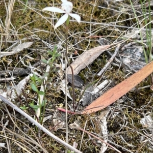 Caladenia ustulata at Stromlo, ACT - 14 Oct 2023