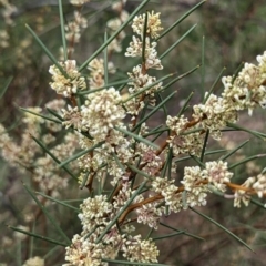 Hakea microcarpa (Small-fruit Hakea) at Tuggeranong, ACT - 13 Oct 2023 by HelenCross