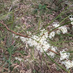 Hakea microcarpa at Tuggeranong, ACT - 14 Oct 2023 10:29 AM