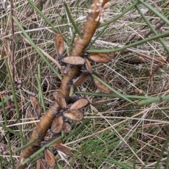 Hakea microcarpa at Tuggeranong, ACT - 14 Oct 2023 10:29 AM