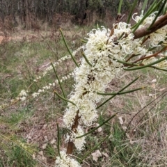 Hakea microcarpa at Tuggeranong, ACT - 14 Oct 2023