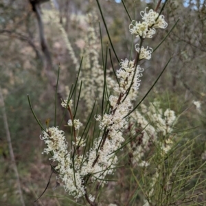 Hakea microcarpa at Tuggeranong, ACT - 14 Oct 2023