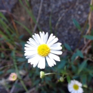 Erigeron karvinskianus at Belconnen, ACT - 13 Oct 2023 02:25 PM