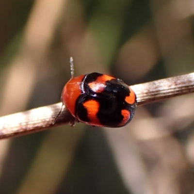 Ditropidus pulchellus (Leaf beetle) at Belconnen, ACT - 13 Oct 2023 by CathB
