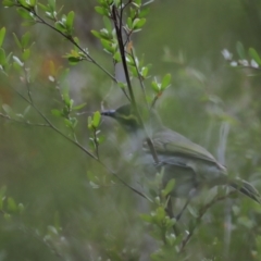 Caligavis chrysops (Yellow-faced Honeyeater) at Denman Prospect, ACT - 14 Oct 2023 by JimL