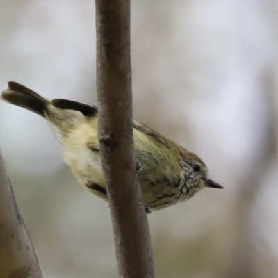 Acanthiza lineata (Striated Thornbill) at Denman Prospect, ACT - 13 Oct 2023 by JimL