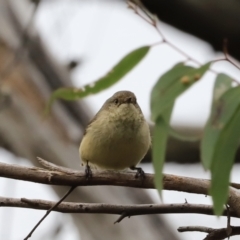 Acanthiza reguloides (Buff-rumped Thornbill) at Stromlo, ACT - 14 Oct 2023 by JimL