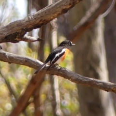 Petroica boodang (Scarlet Robin) at Wattle Ridge, NSW - 11 Oct 2023 by Curiosity