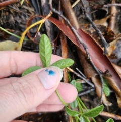 Cullen microcephalum at Rendezvous Creek, ACT - 12 Oct 2023