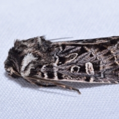 Mamestra dictyota (Well-marked Armyworm) at Queanbeyan East, NSW - 9 Oct 2023 by DianneClarke