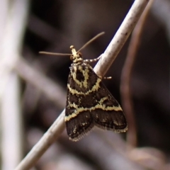 Scoparia spelaea (a Crambid moth) at Aranda Bushland - 13 Oct 2023 by CathB