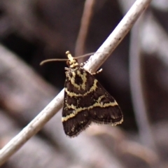 Scoparia spelaea at Belconnen, ACT - 13 Oct 2023 04:08 PM