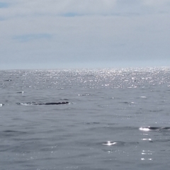 Eubalaena australis (Southern Right Whale) at Merimbula, NSW - 12 Oct 2023 by MichaelBedingfield
