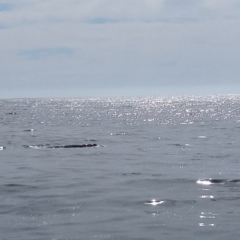 Eubalaena australis (Southern Right Whale) at Merimbula, NSW - 11 Oct 2023 by michaelb