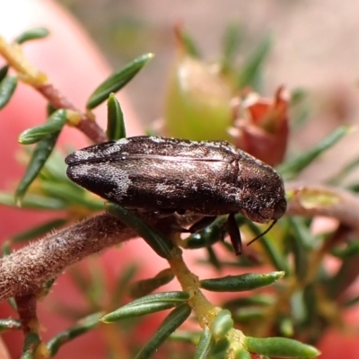 Diphucrania acuducta (Acuducta jewel beetle) at Aranda Bushland - 13 Oct 2023 by CathB