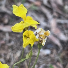 Goodenia pinnatifida (Scrambled Eggs) at Higgins, ACT - 14 Oct 2023 by Untidy