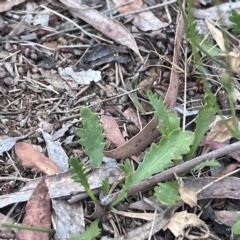 Goodenia pinnatifida at Higgins, ACT - 14 Oct 2023 09:31 AM