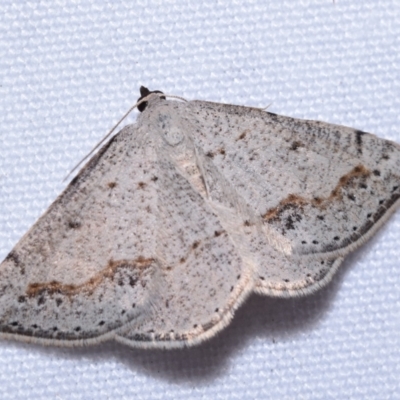 Taxeotis intextata (Looper Moth, Grey Taxeotis) at Queanbeyan East, NSW - 9 Oct 2023 by DianneClarke
