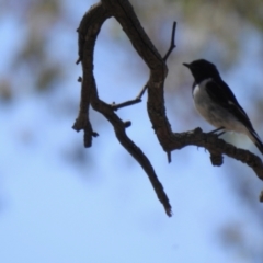 Melanodryas cucullata (Hooded Robin) at Big Springs, NSW - 9 Jan 2021 by Liam.m