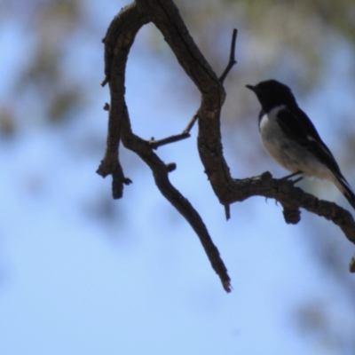 Melanodryas cucullata cucullata (Hooded Robin) at Big Springs, NSW - 10 Jan 2021 by Liam.m