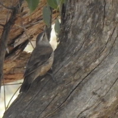 Climacteris picumnus (Brown Treecreeper) at Big Springs, NSW - 9 Jan 2021 by Liam.m