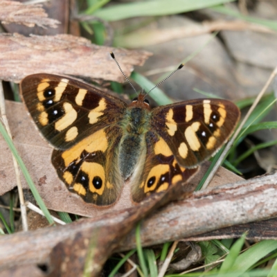 Argynnina cyrila (Forest brown, Cyril's brown) at Rossi, NSW - 12 Oct 2023 by DPRees125