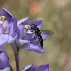 Lasioglossum (Chilalictus) sp. (genus & subgenus) at Glenroy, NSW - 11 Oct 2023 by AnneG1