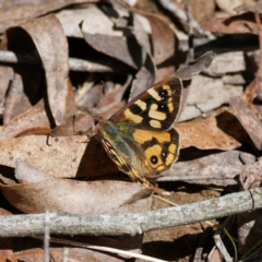 Argynnina cyrila (Forest brown, Cyril's brown) at Rossi, NSW - 12 Oct 2023 by DPRees125