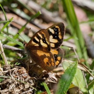 Argynnina cyrila at Rossi, NSW - 13 Oct 2023