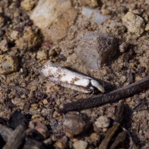 Eusemocosma pruinosa at Bungonia, NSW - 1 Oct 2023 10:23 AM