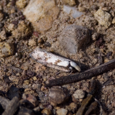 Eusemocosma pruinosa (Philobota Group Concealer Moth) at Goulburn Mulwaree Council - 1 Oct 2023 by KorinneM