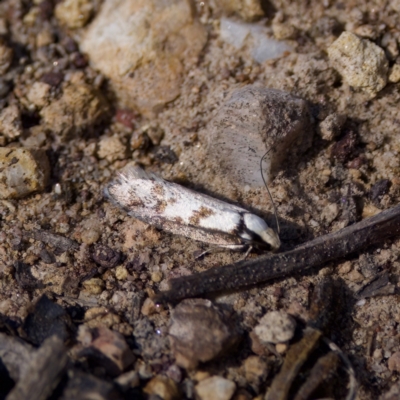 Eusemocosma pruinosa (Philobota Group Concealer Moth) at Bungonia, NSW - 30 Sep 2023 by KorinneM