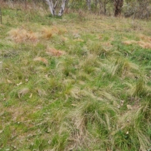 Nassella trichotoma at O'Malley, ACT - 14 Oct 2023