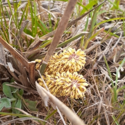 Lomandra multiflora (Many-flowered Matrush) at Ainslie, ACT - 14 Oct 2023 by annmhare