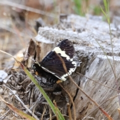 Eutrichopidia latinus (Yellow-banded Day-moth) at Stromlo, ACT - 13 Oct 2023 by JimL