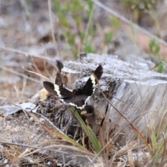 Eutrichopidia latinus at Stromlo, ACT - 14 Oct 2023 09:25 AM